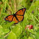 Image for article titled Ecologists Disappointed After Finding Monarch Butterflies Hiding Pack Of Cigarettes In Habitat